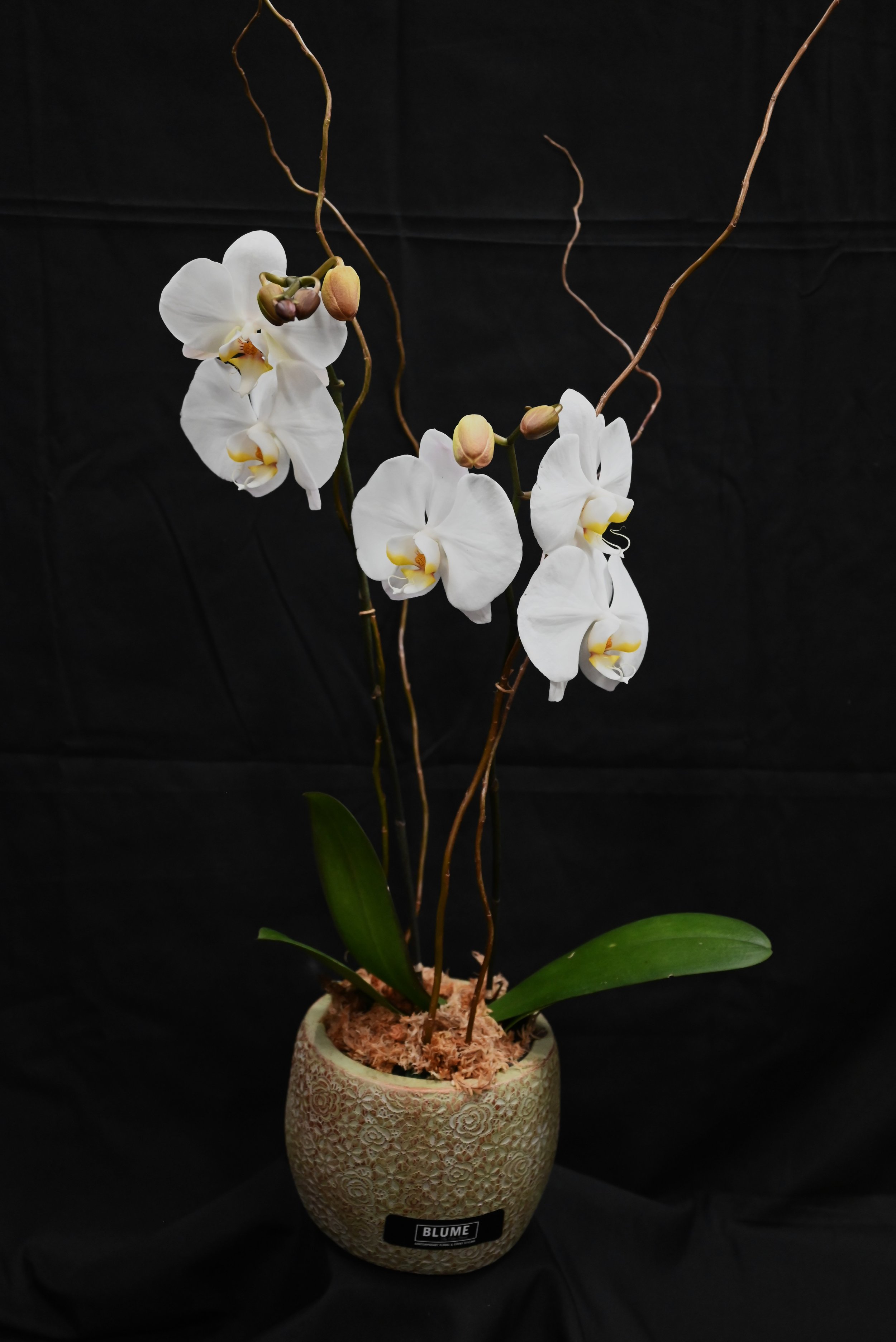 white orchid pot.JPG