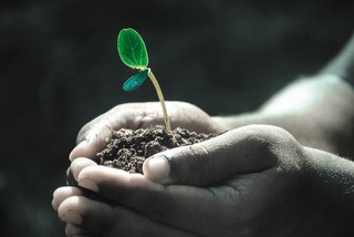 seedling in hands-1838658_960_720.jpeg