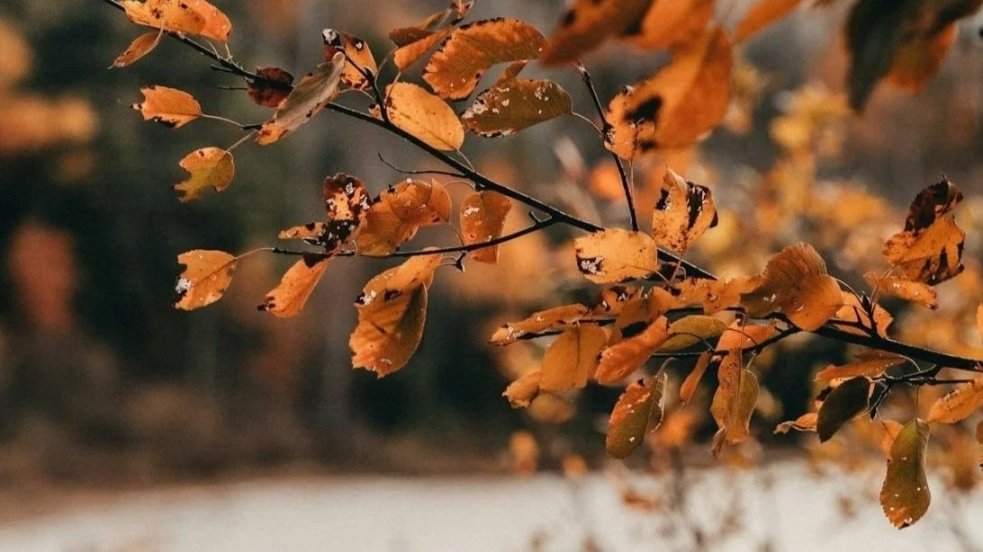 Undoing Aloneness: Therapeutic Presence and the Power of Being Seen