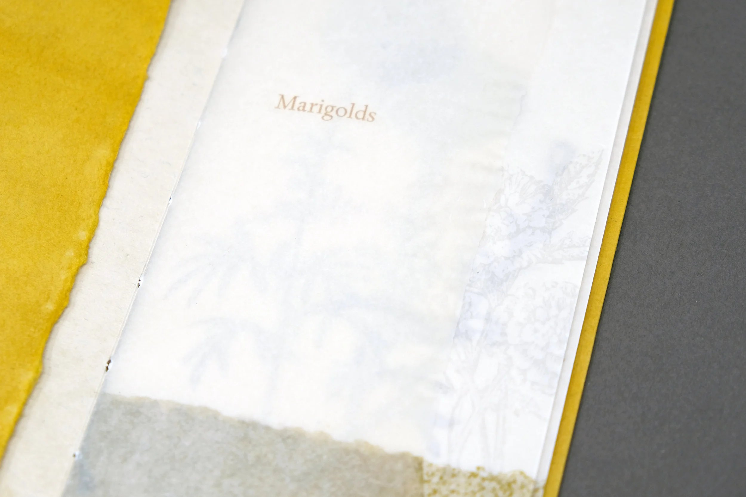 Marigolds_6.jpg
