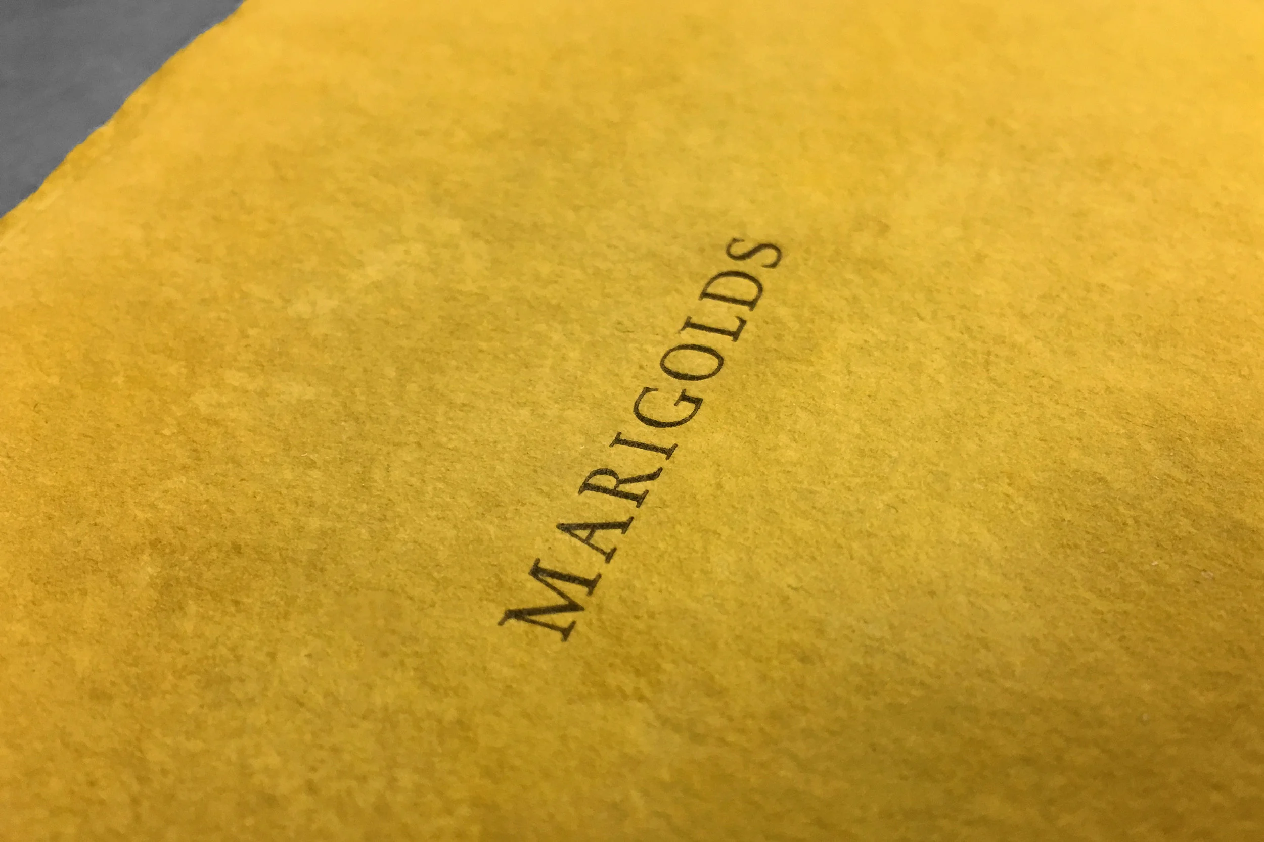 Marigolds_9.jpg