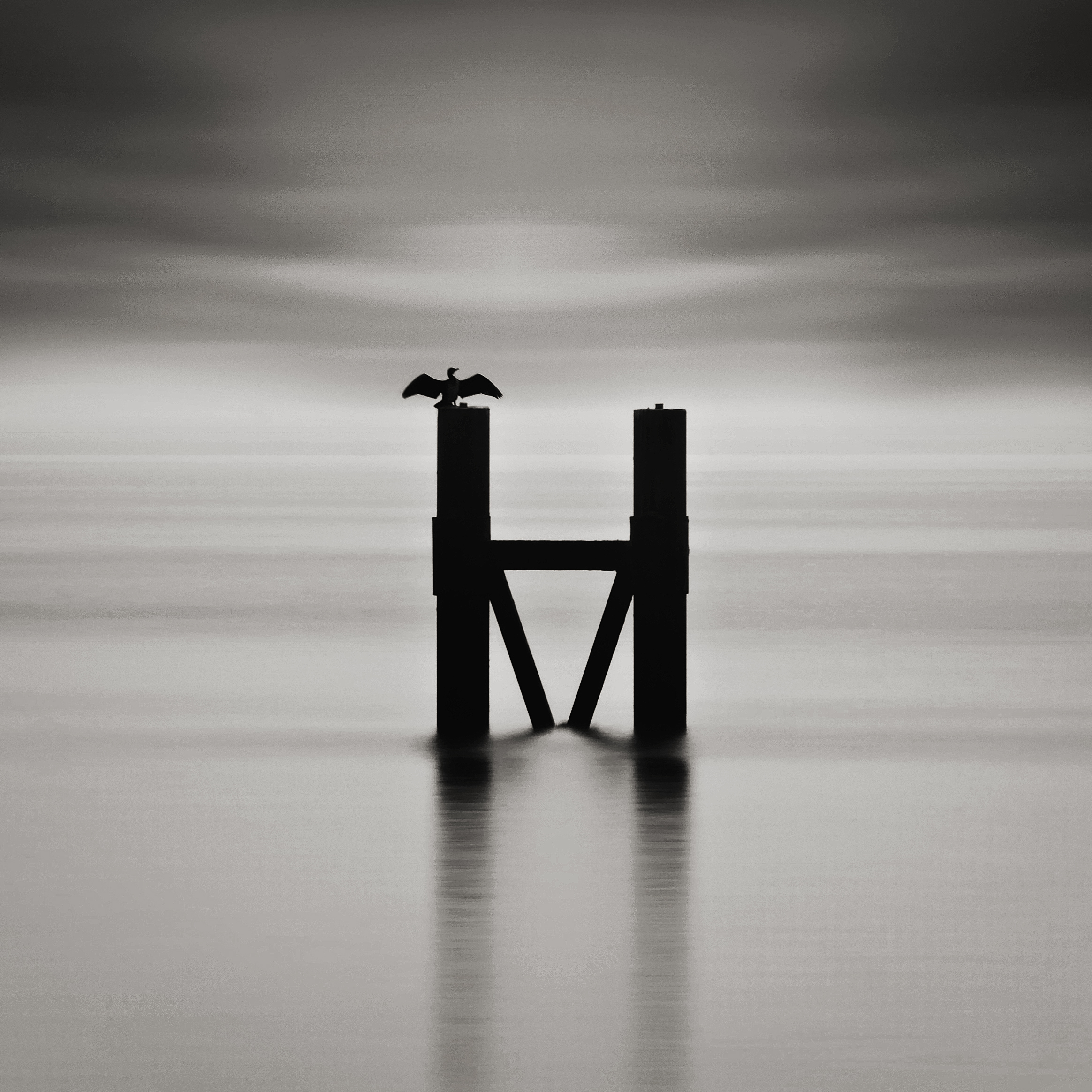 albatros op paal Westkapelle