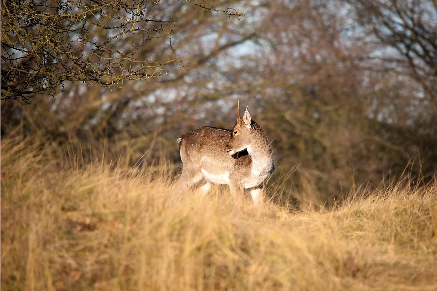 hert in Amsterdamse Waterleiding Duinen