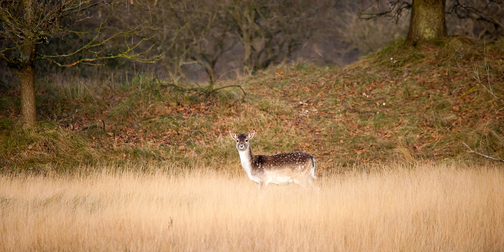 hert in Amsterdamse Waterleiding Duinen