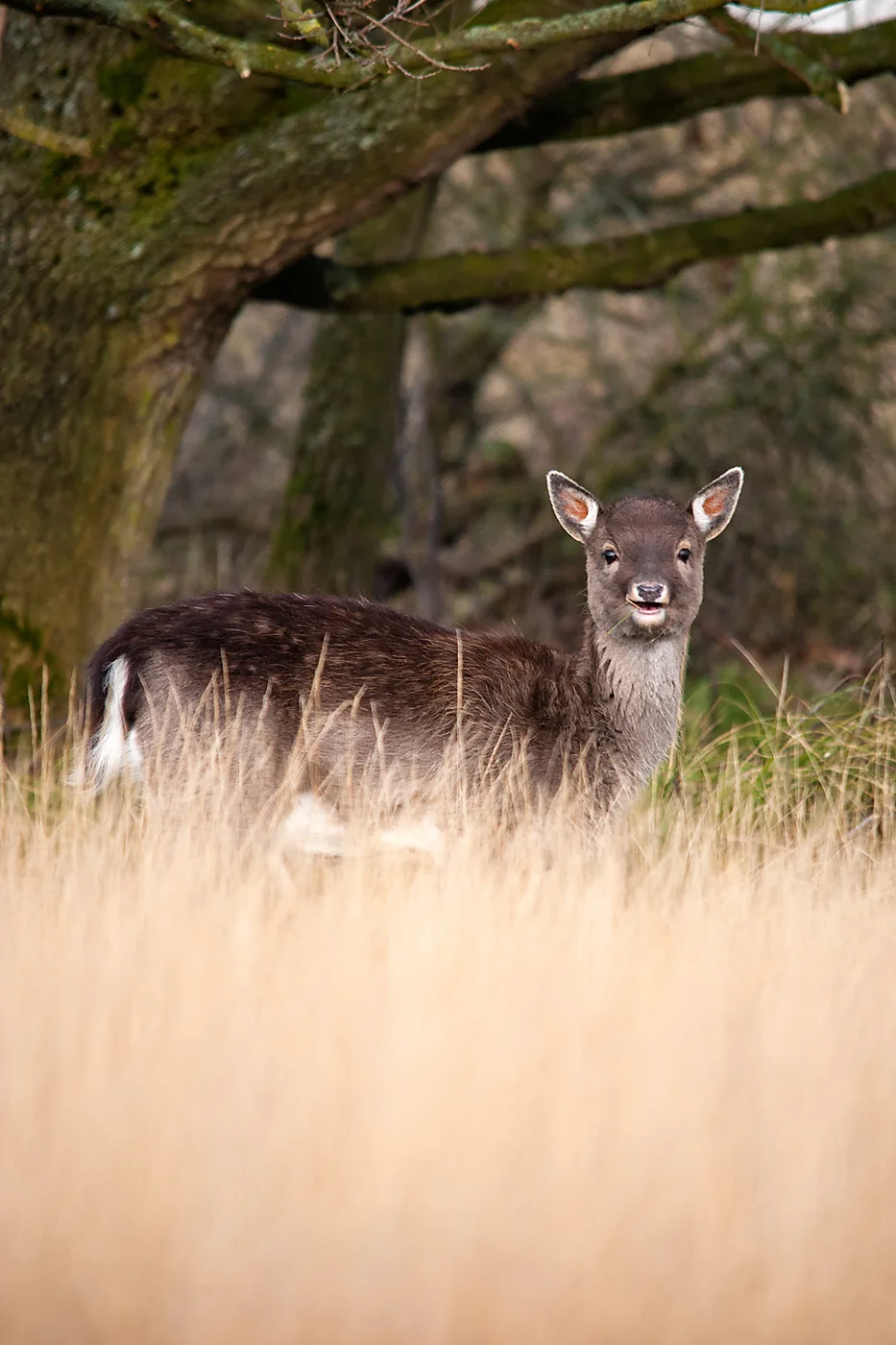 hert in Amsterdamse Waterleiding Duinen