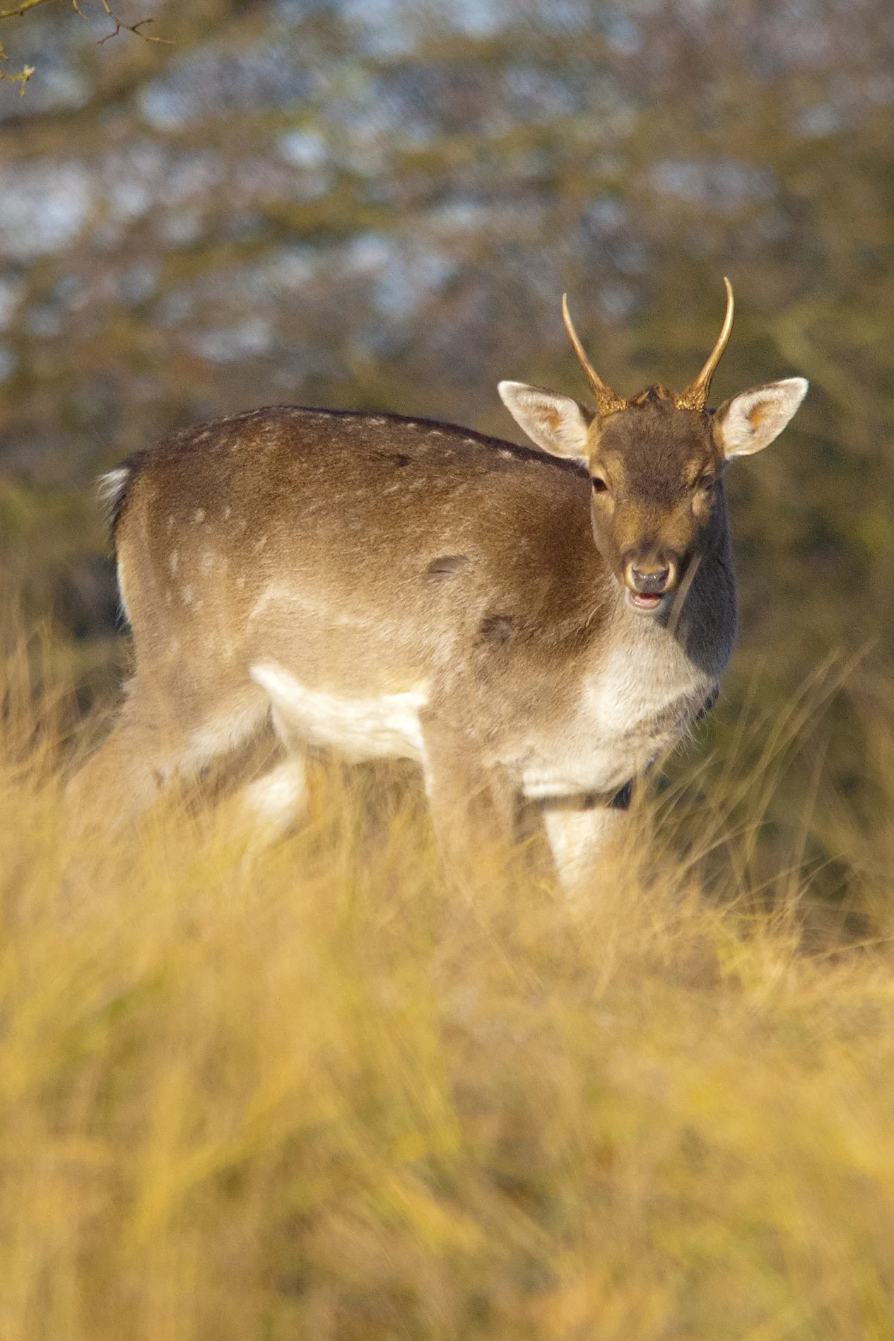edelhert in Amsterdamse Waterleiding Duinen