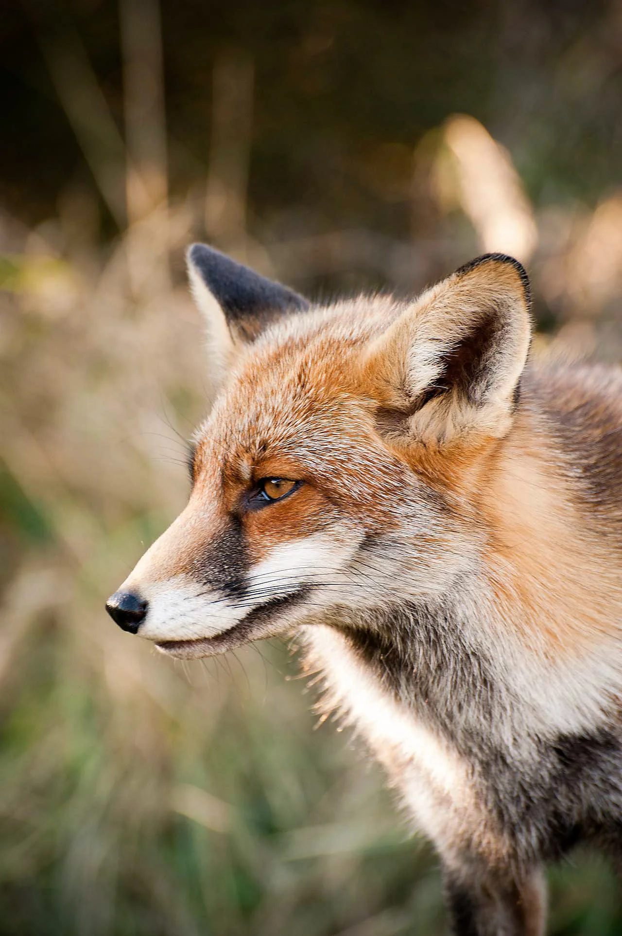 Red Fox Portrait