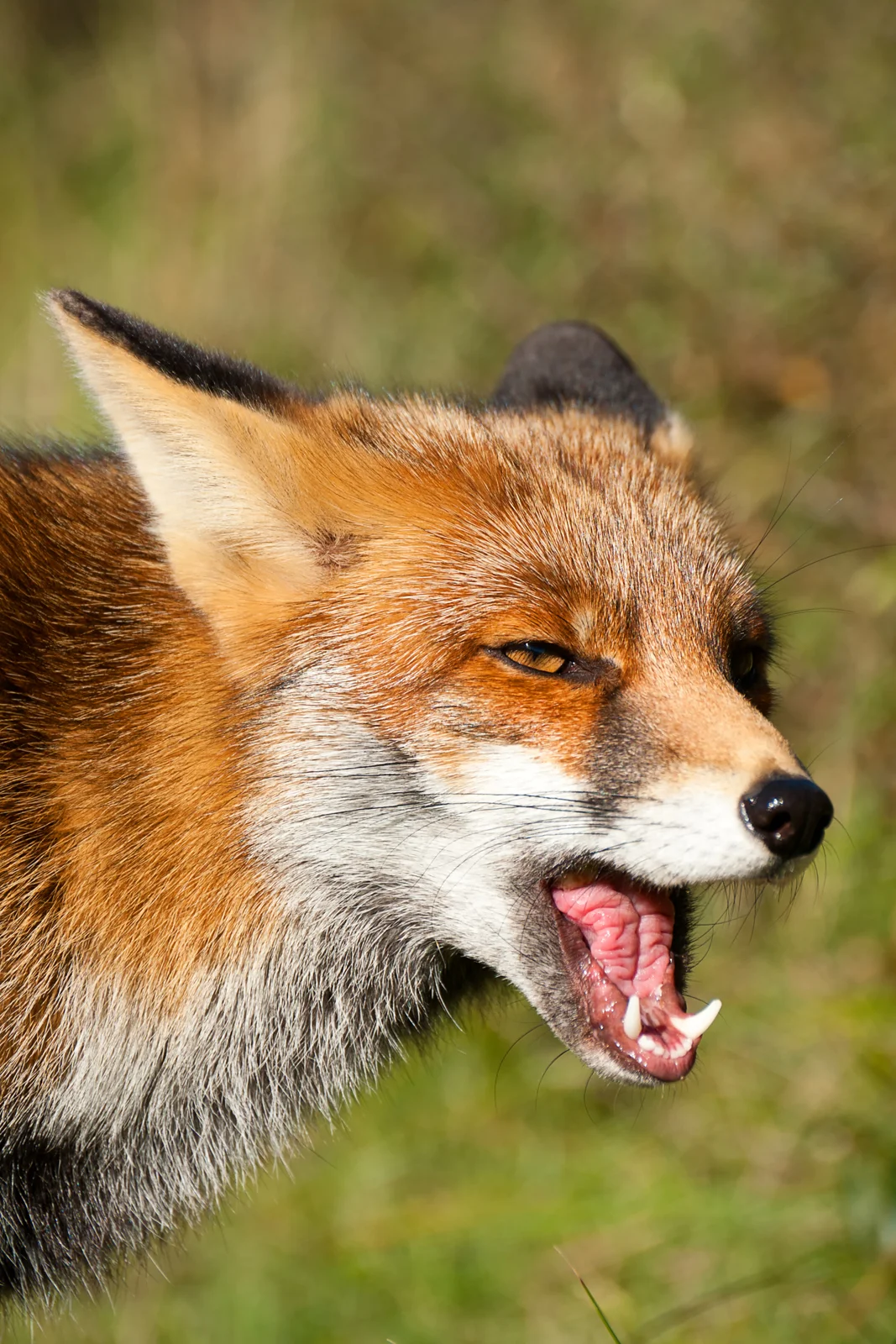 Red Fox Close-up