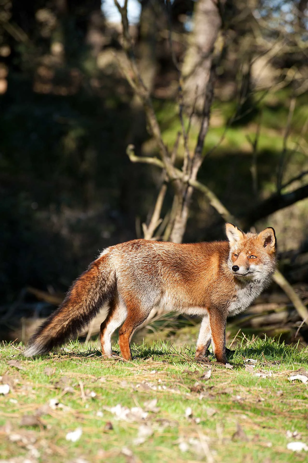 vos in Amsterdamse Waterleiding Duinen