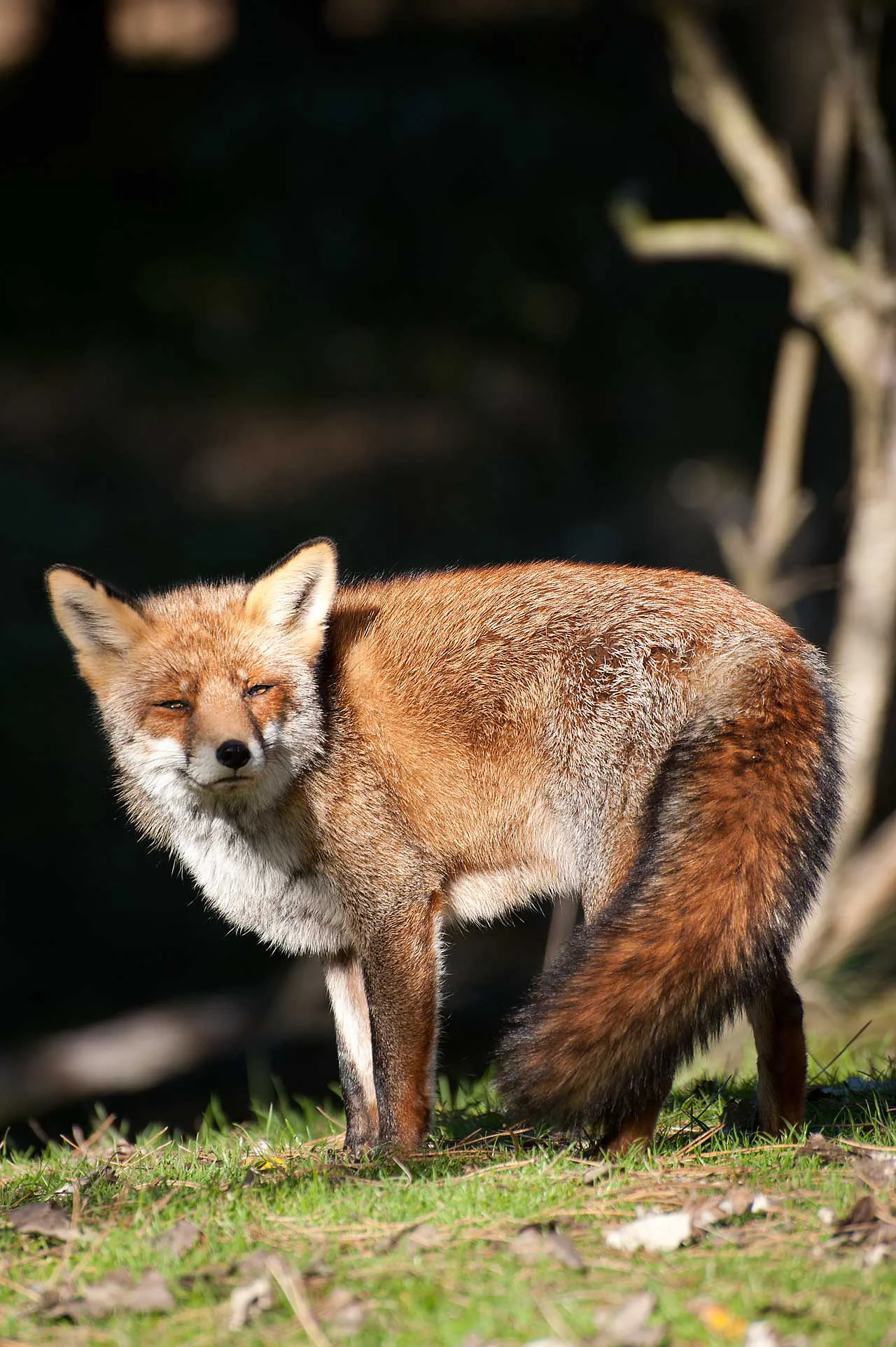 vos in Amsterdamse waterleiding duinen