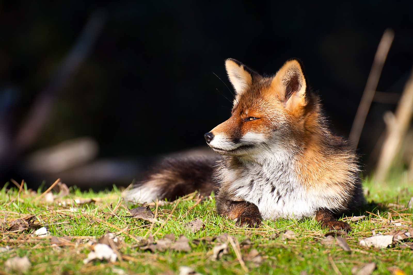 Resting Red Fox