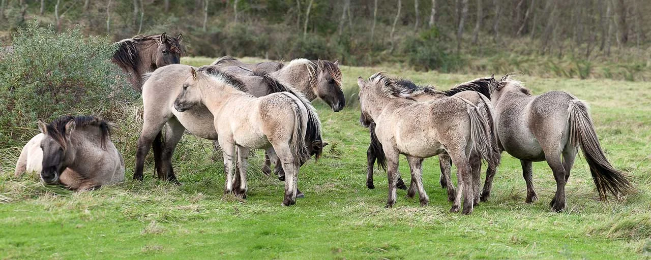 koningspaarden in wassenaar
