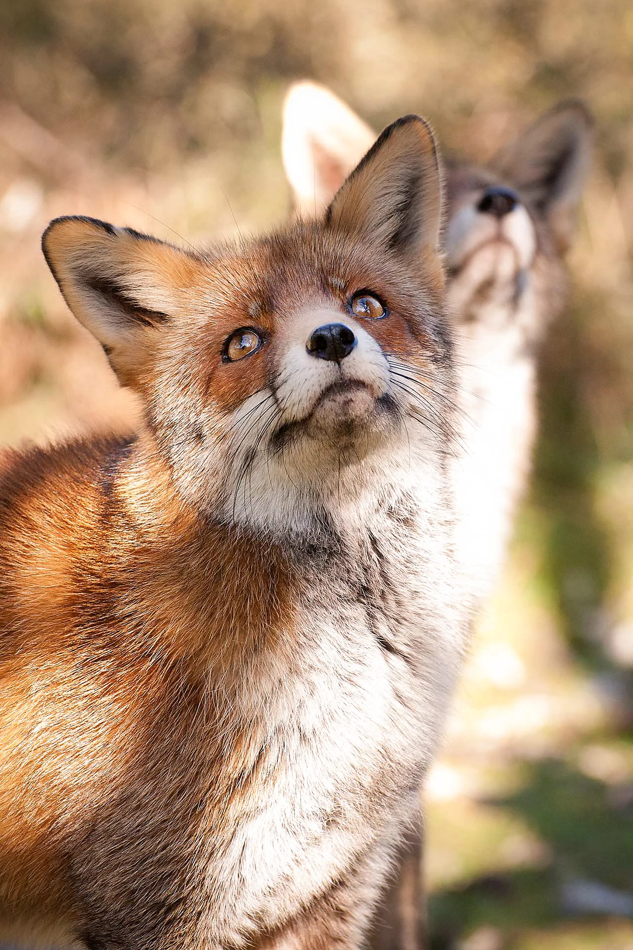 vossen in de Amsterdamse waterleiding duinen