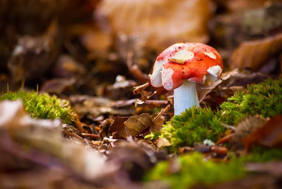 paddenstoel de Horsten