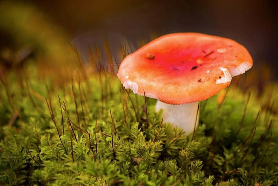 paddenstoel de Horsten