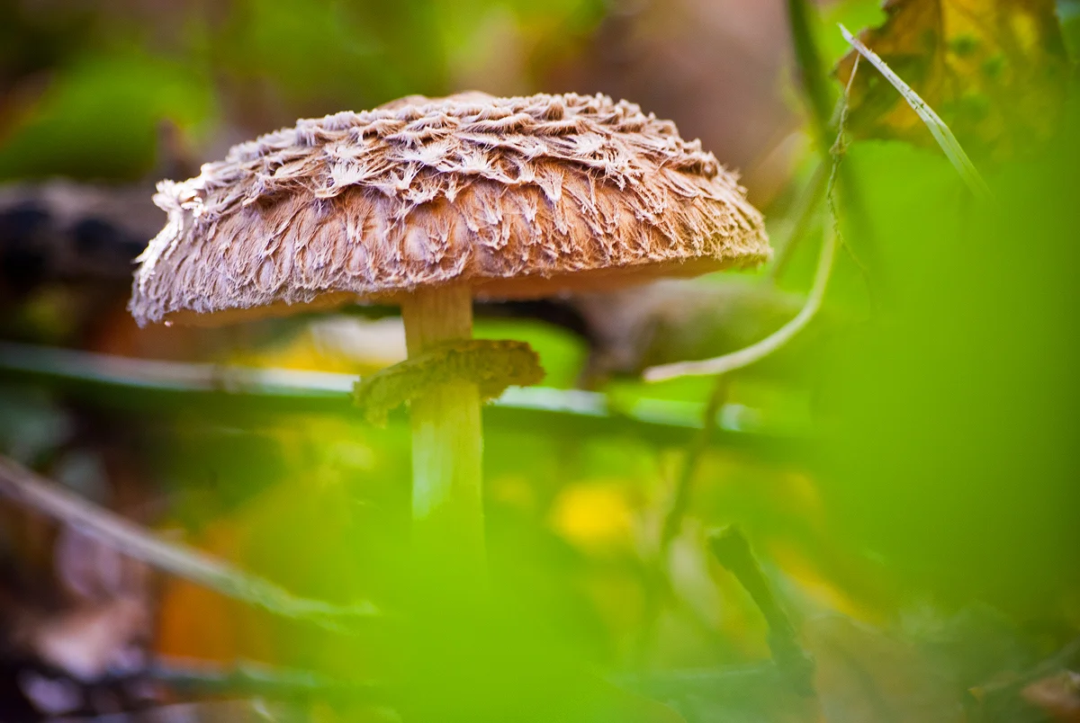 paddenstoel de Horsten