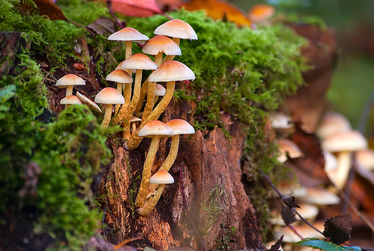 paddenstoel de Horsten