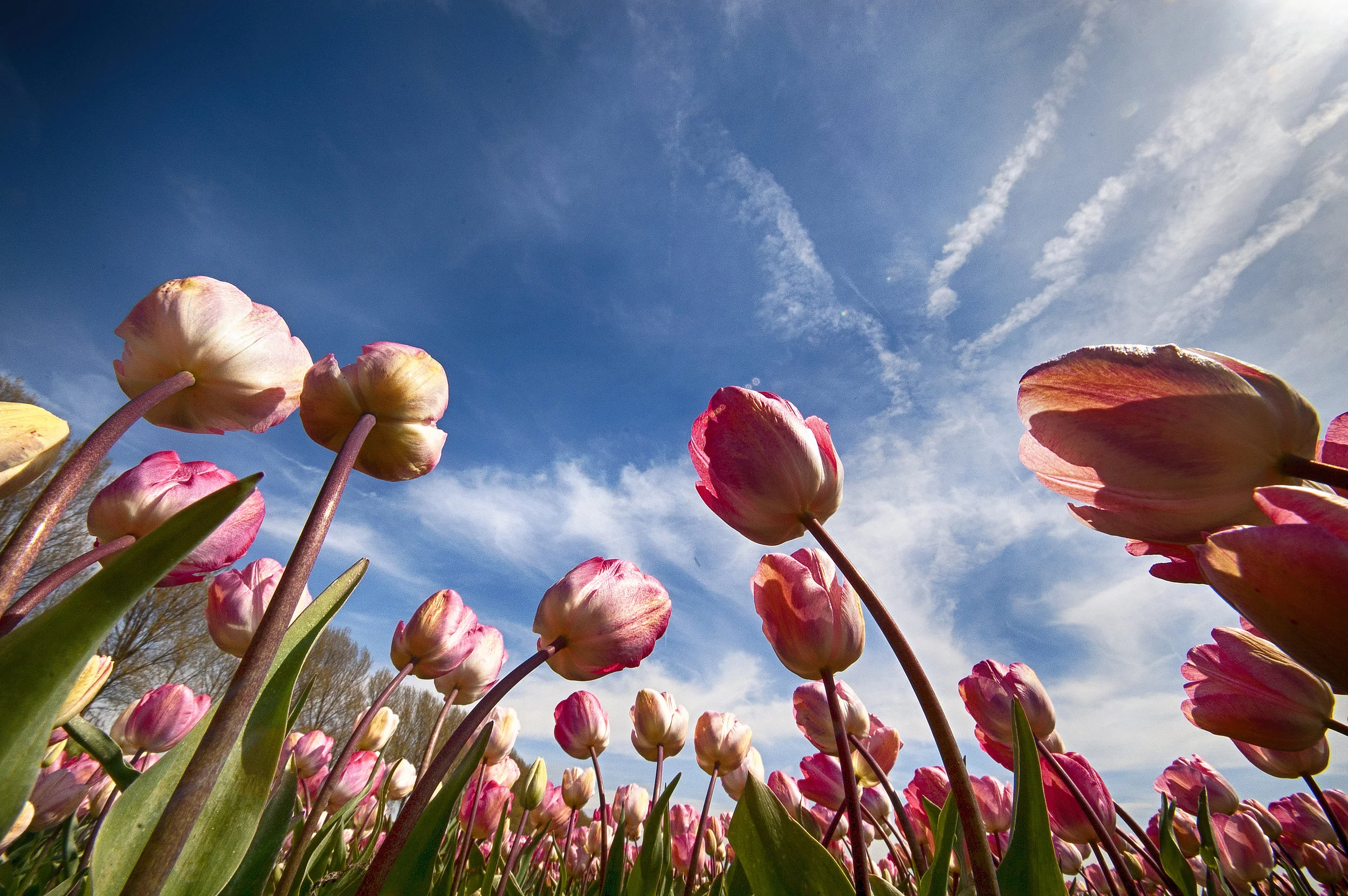 tulpen in Noordwijkerhout
