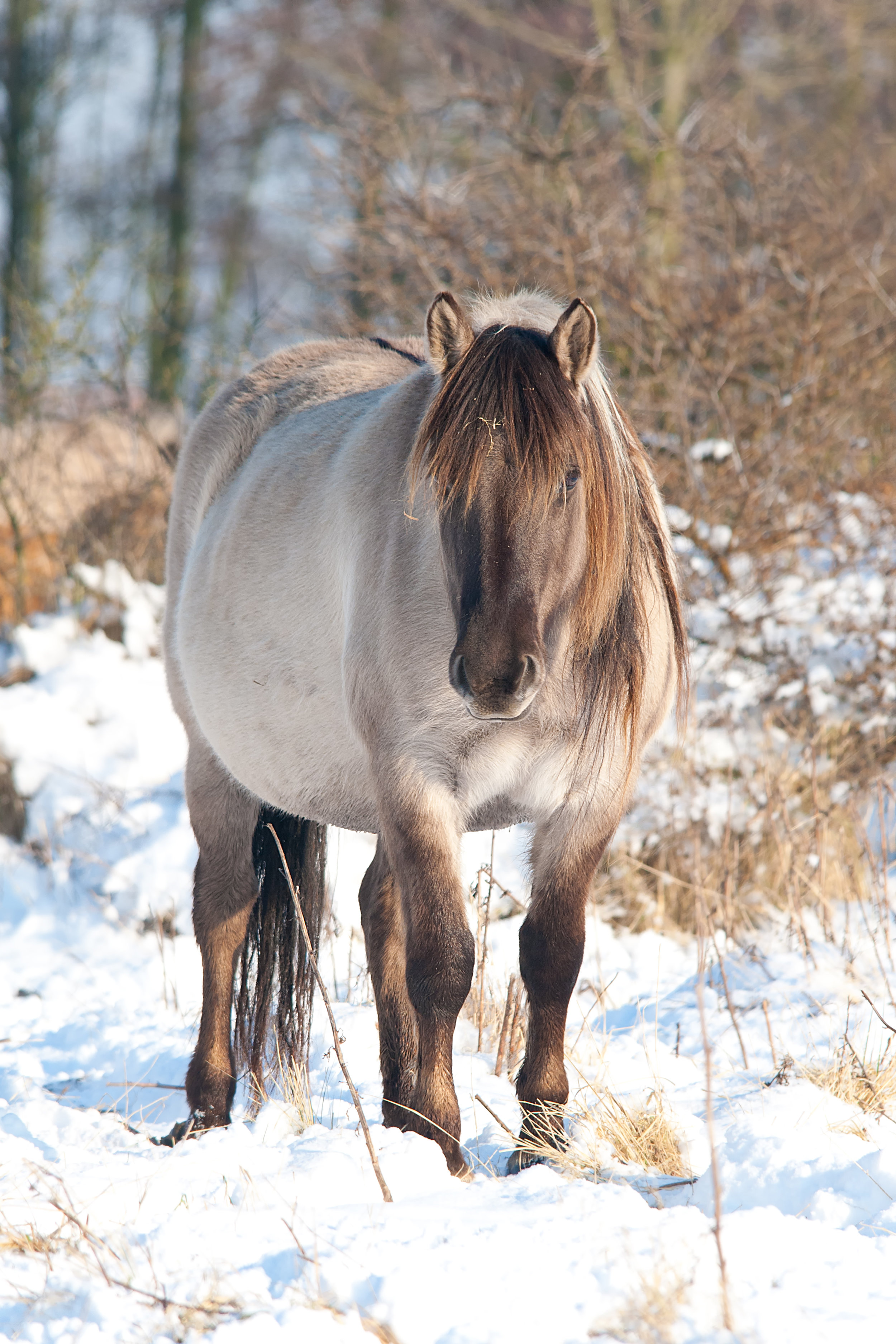 konikpaard in de sneeuw