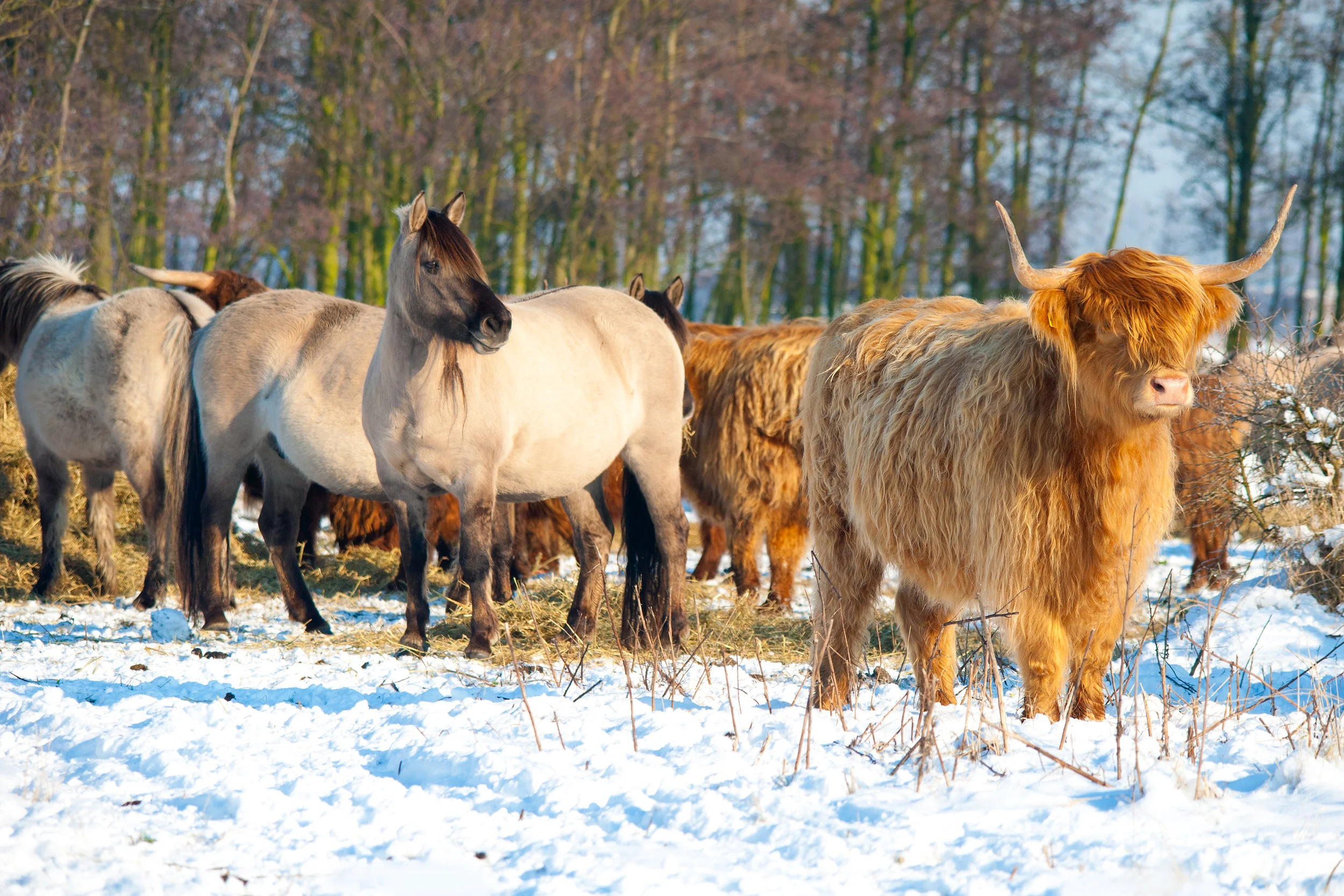 konikpaarden en highlanders in de sneeuw