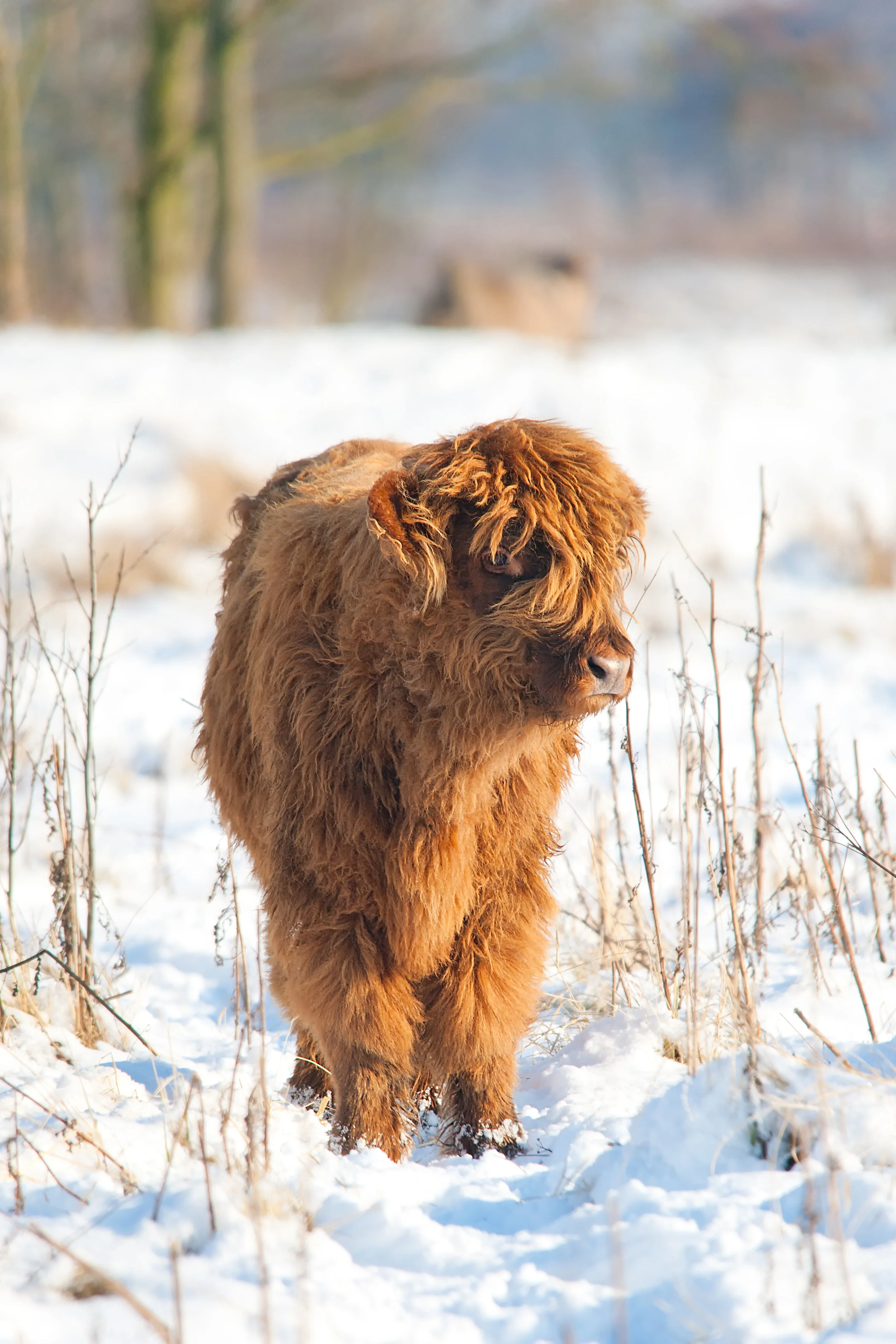 Highland Cow in Winter