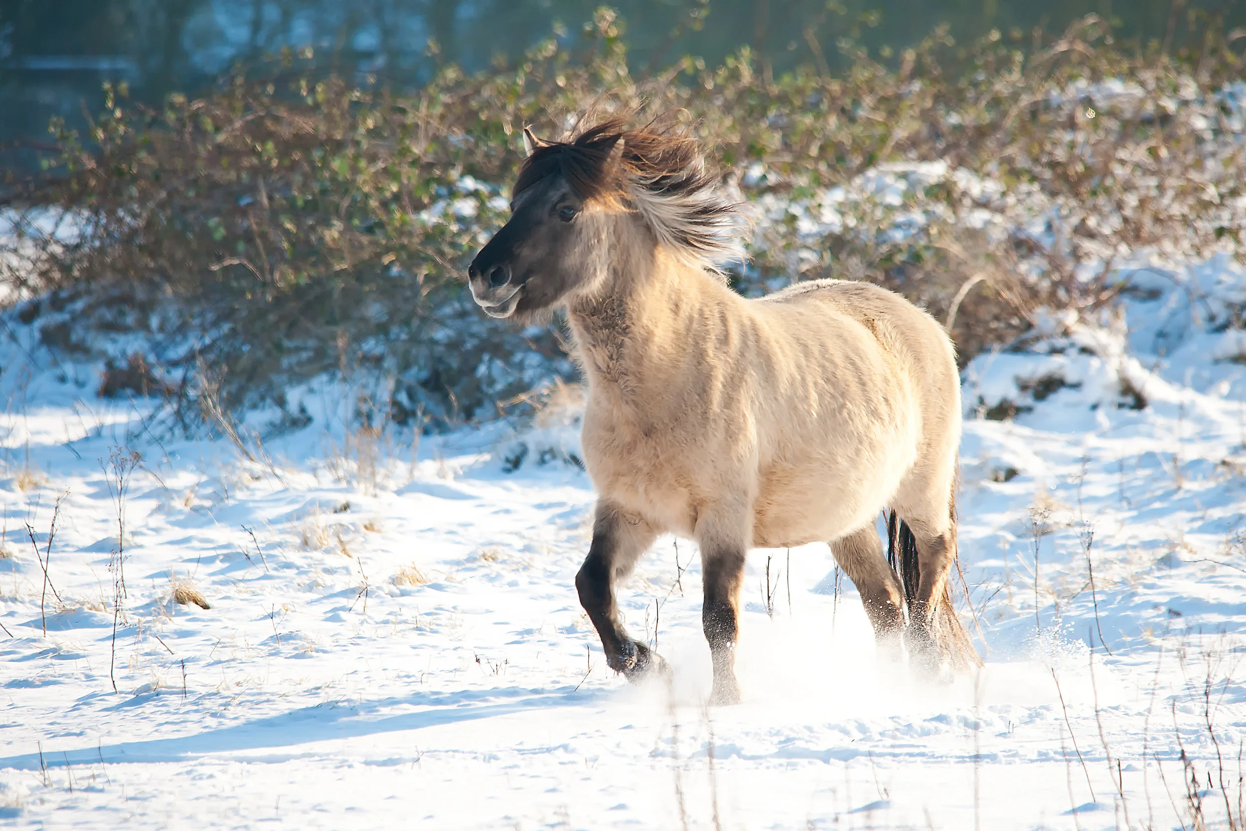 konikpaard in de sneeuw