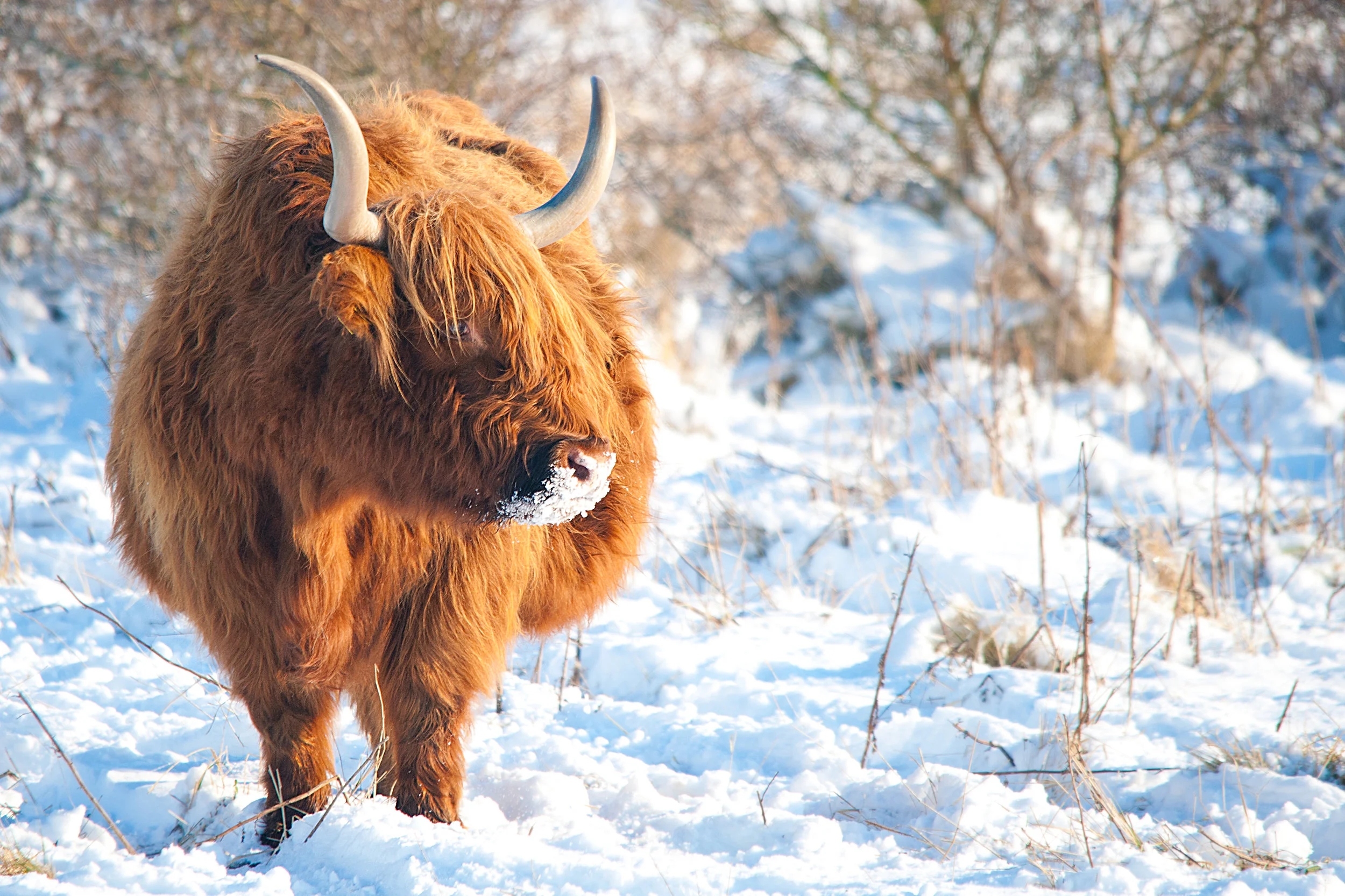 schotse hooglander in de sneeuw
