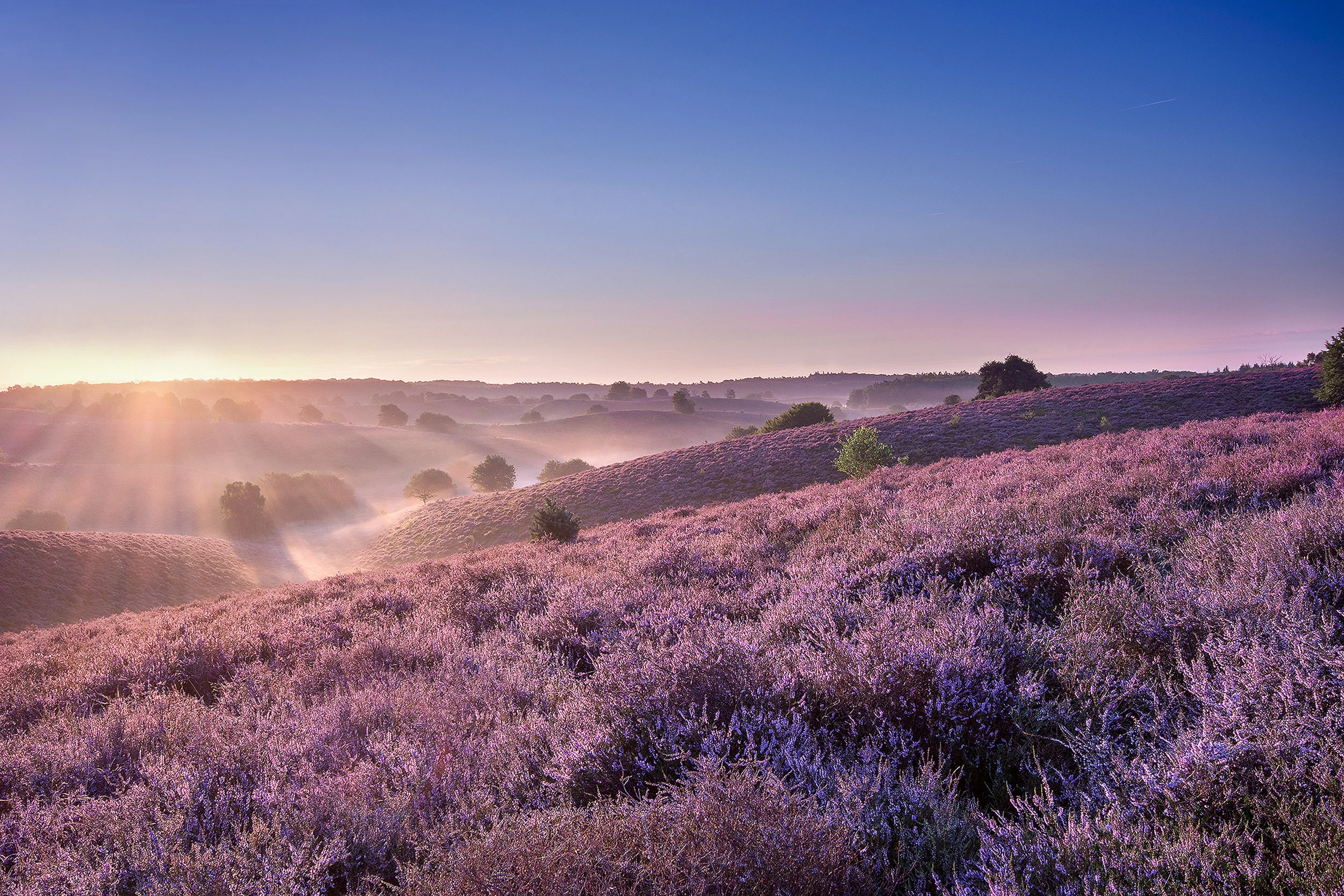 Heather at Sunrise
