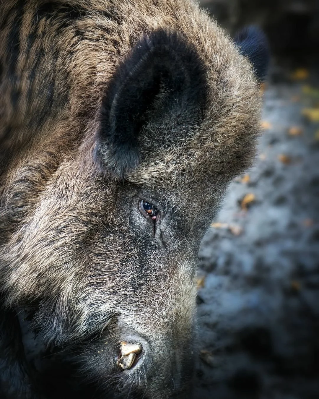 wild zwijn in Gelderland