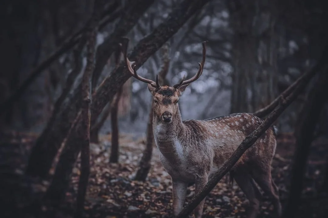 edelhert in Amsterdamse Waterleiding Duinen