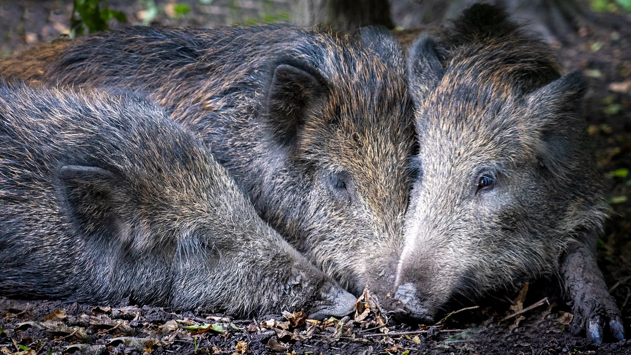 zwijnen in Gelderland