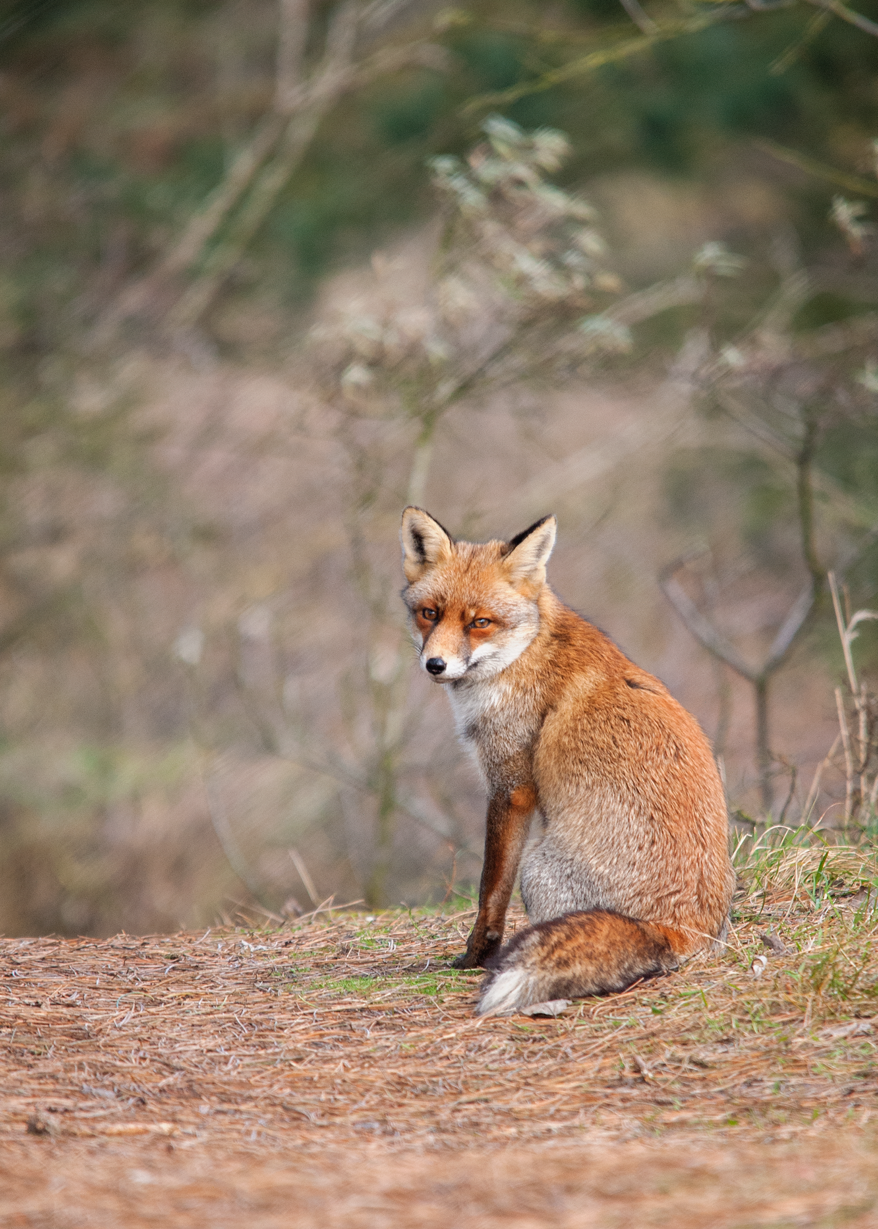 vos in Amsterdamse Waterleiding Duinen