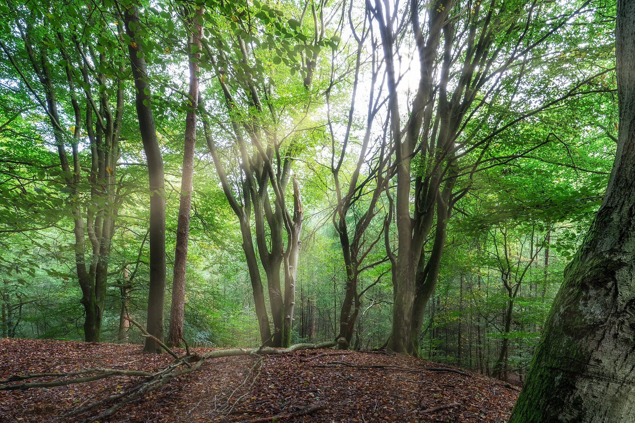 zonlicht speulderbos
