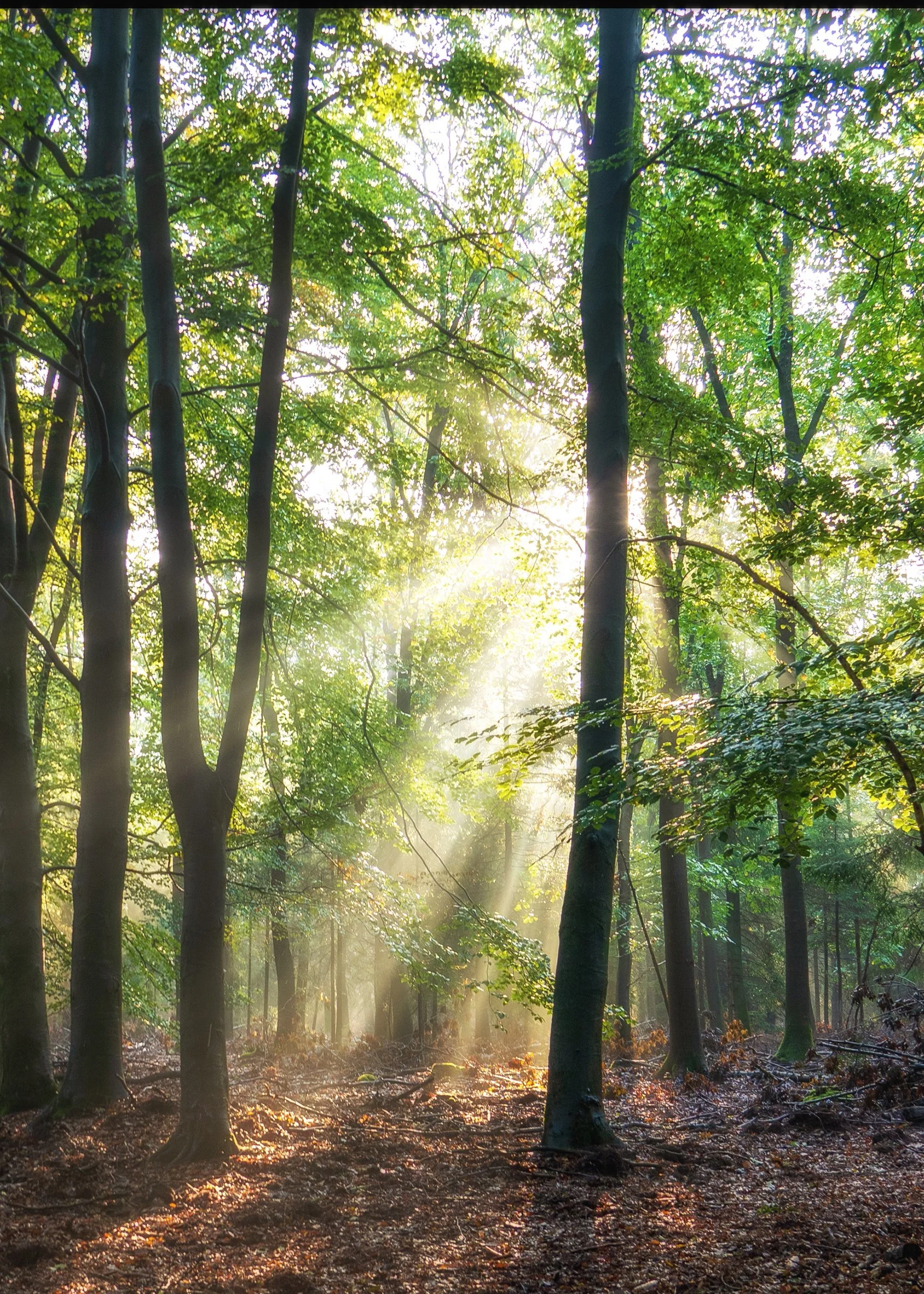 zonlicht in speulderbos