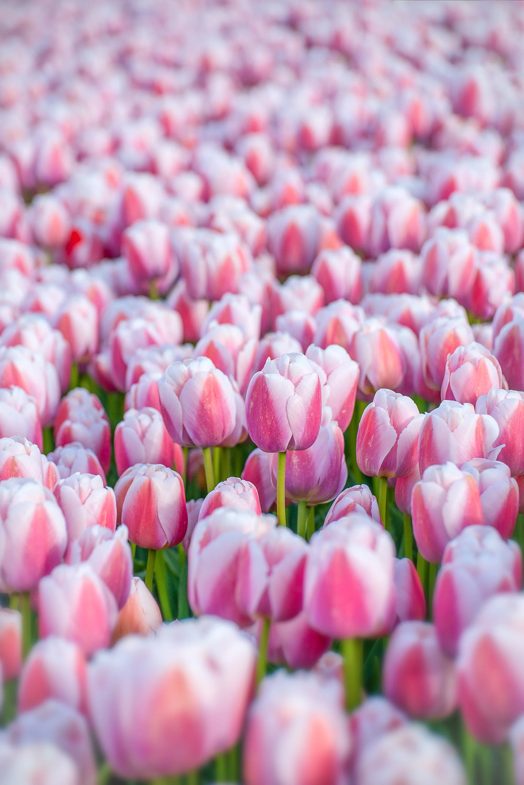 Dutch Tulips