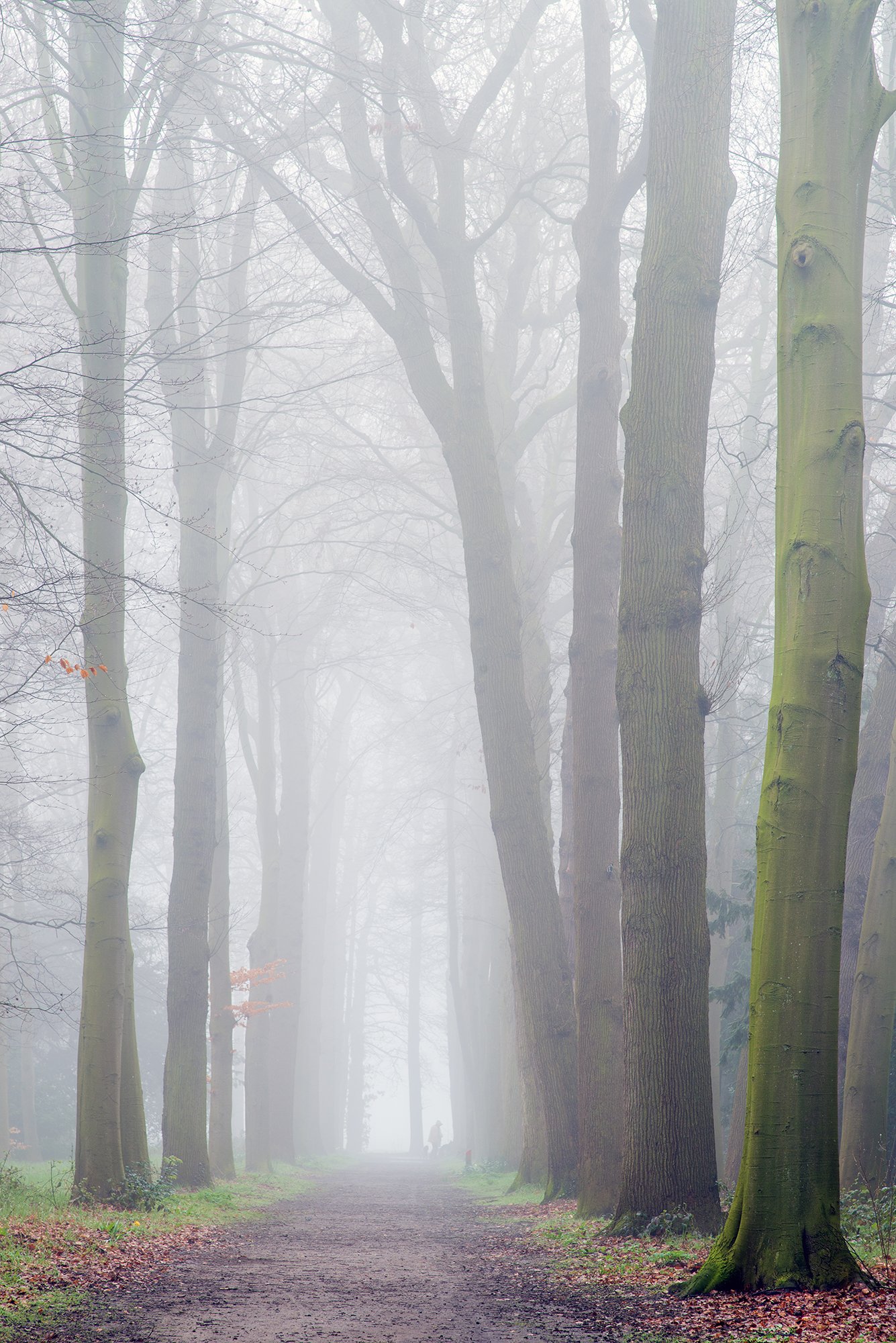 Foggy morning in Warmond