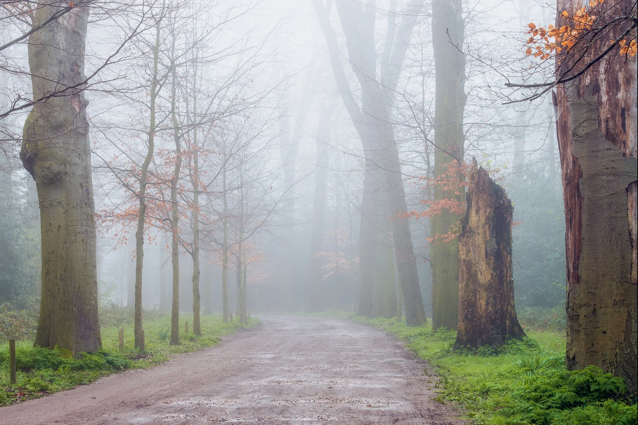 Foggy morning in Warmond Netherlands