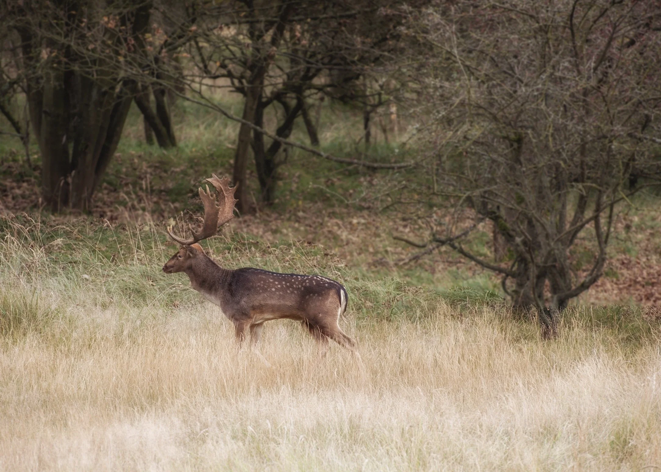 Fallow Deer Portrait