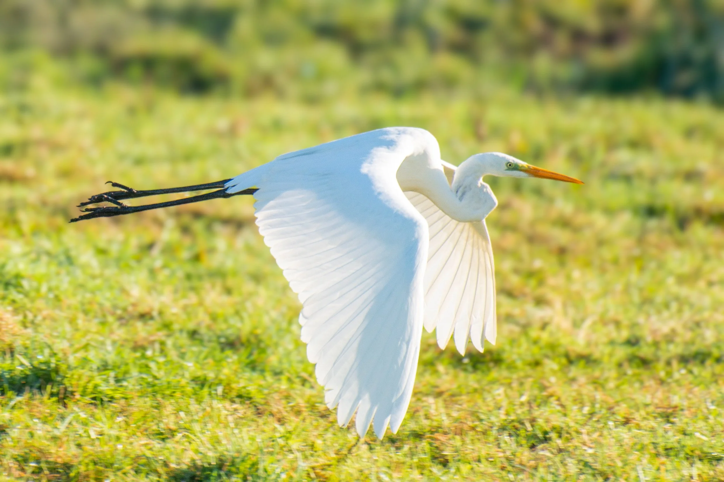 Great Egret in Flight