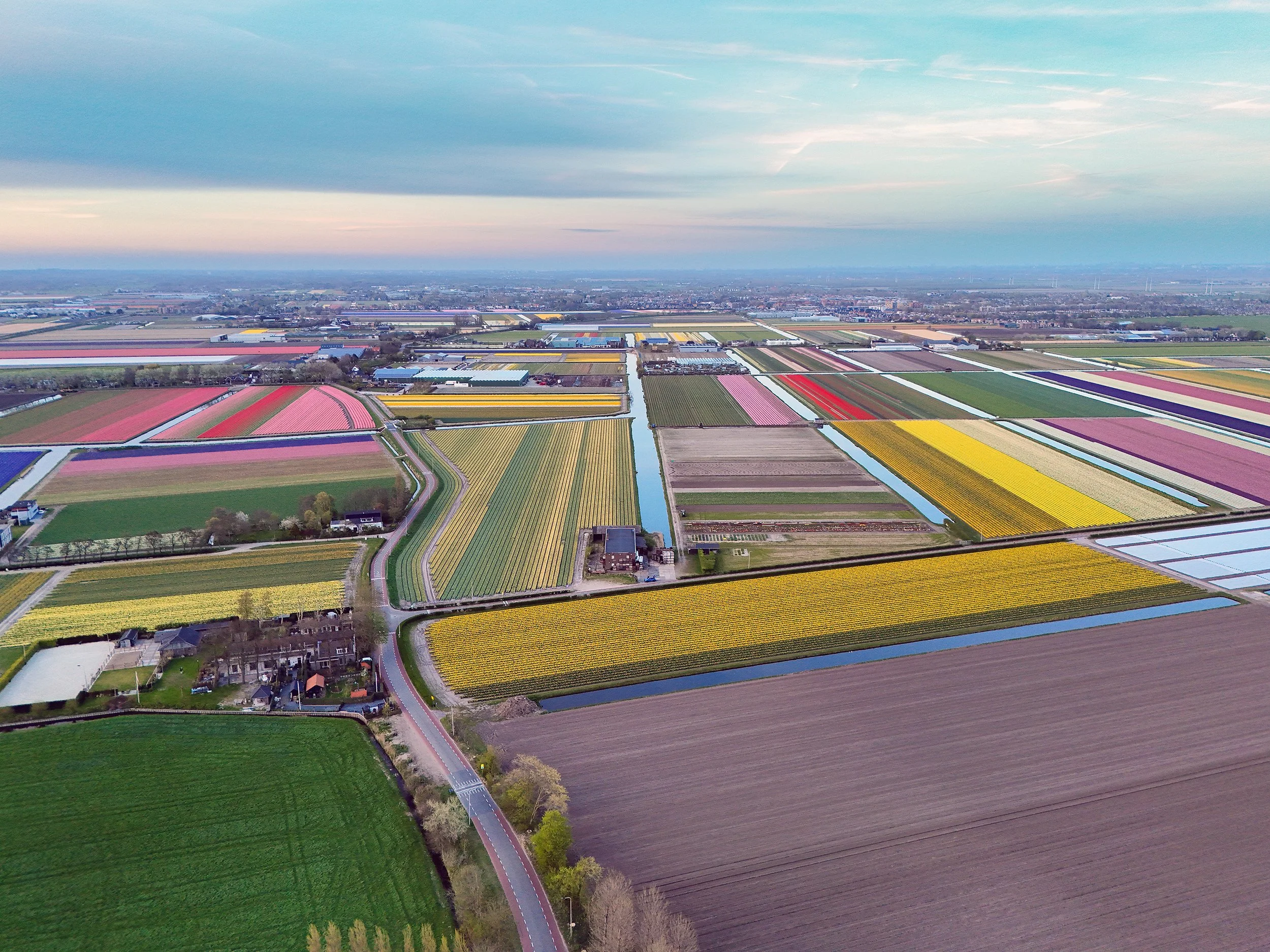 Tulip Fields from Above