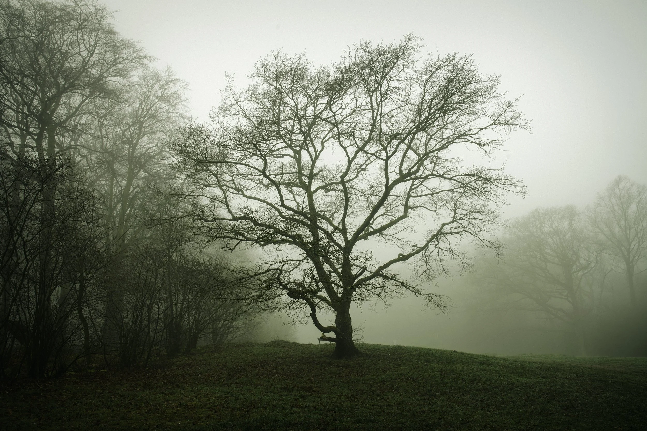 Solitary Tree in Morning Mist