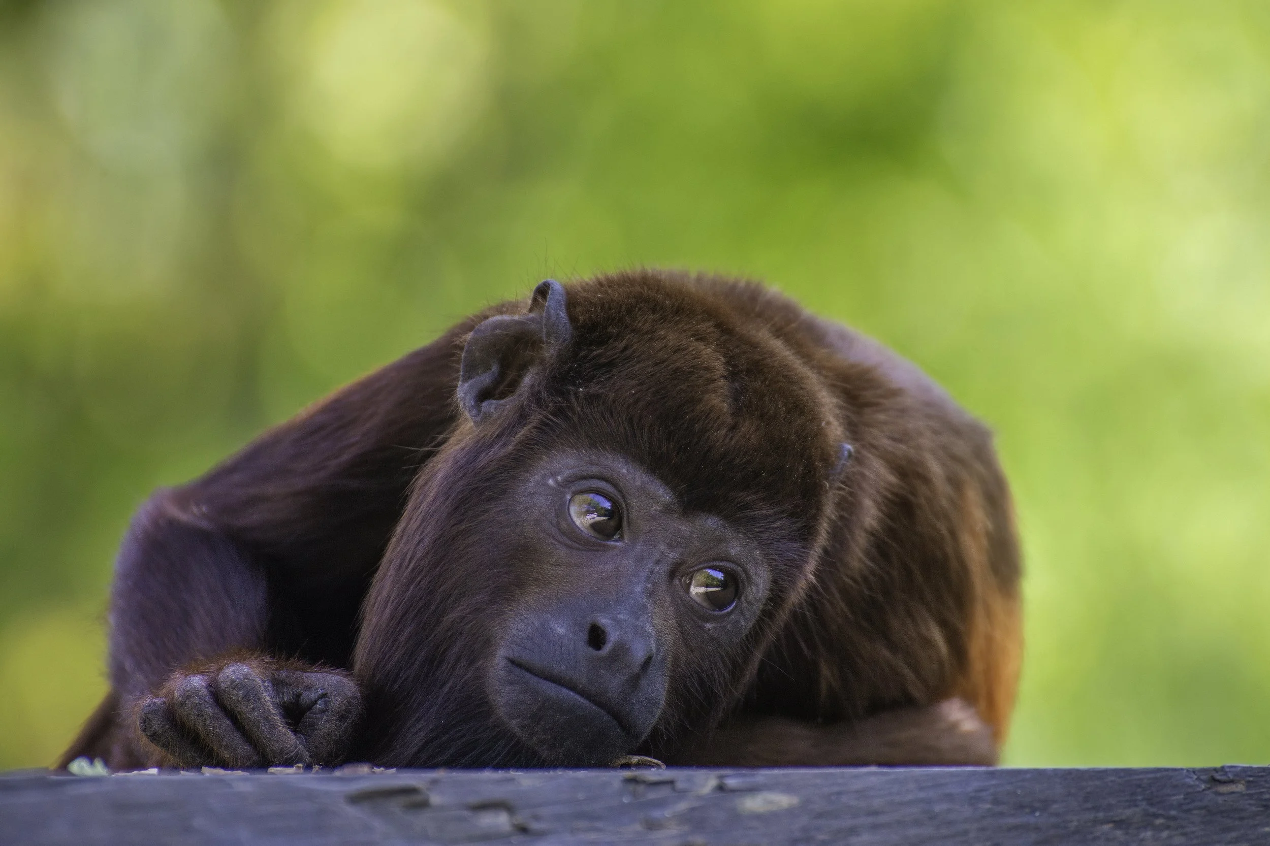 Curious Orangutan