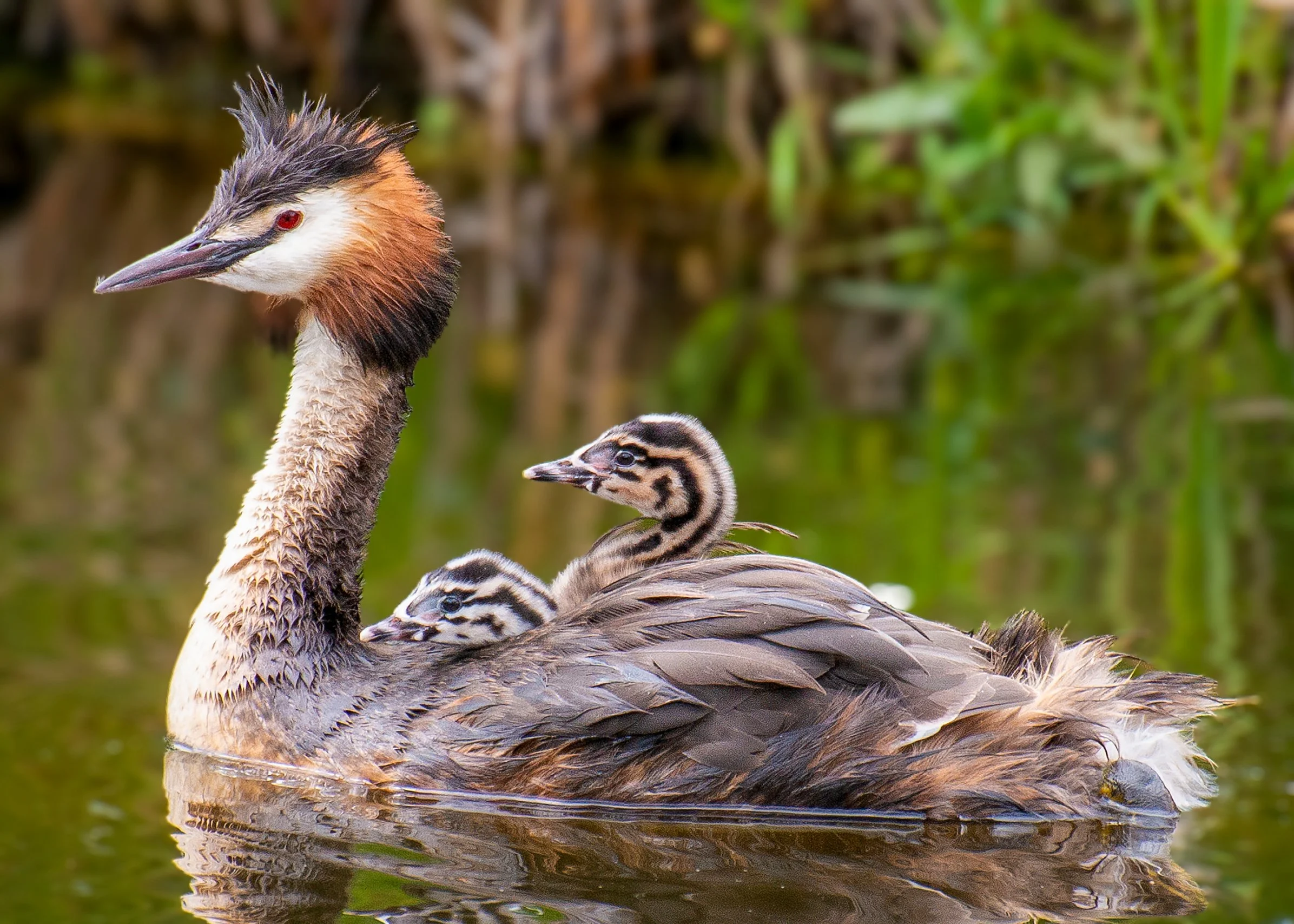 wildlife-grebe-with-chicks.jpg