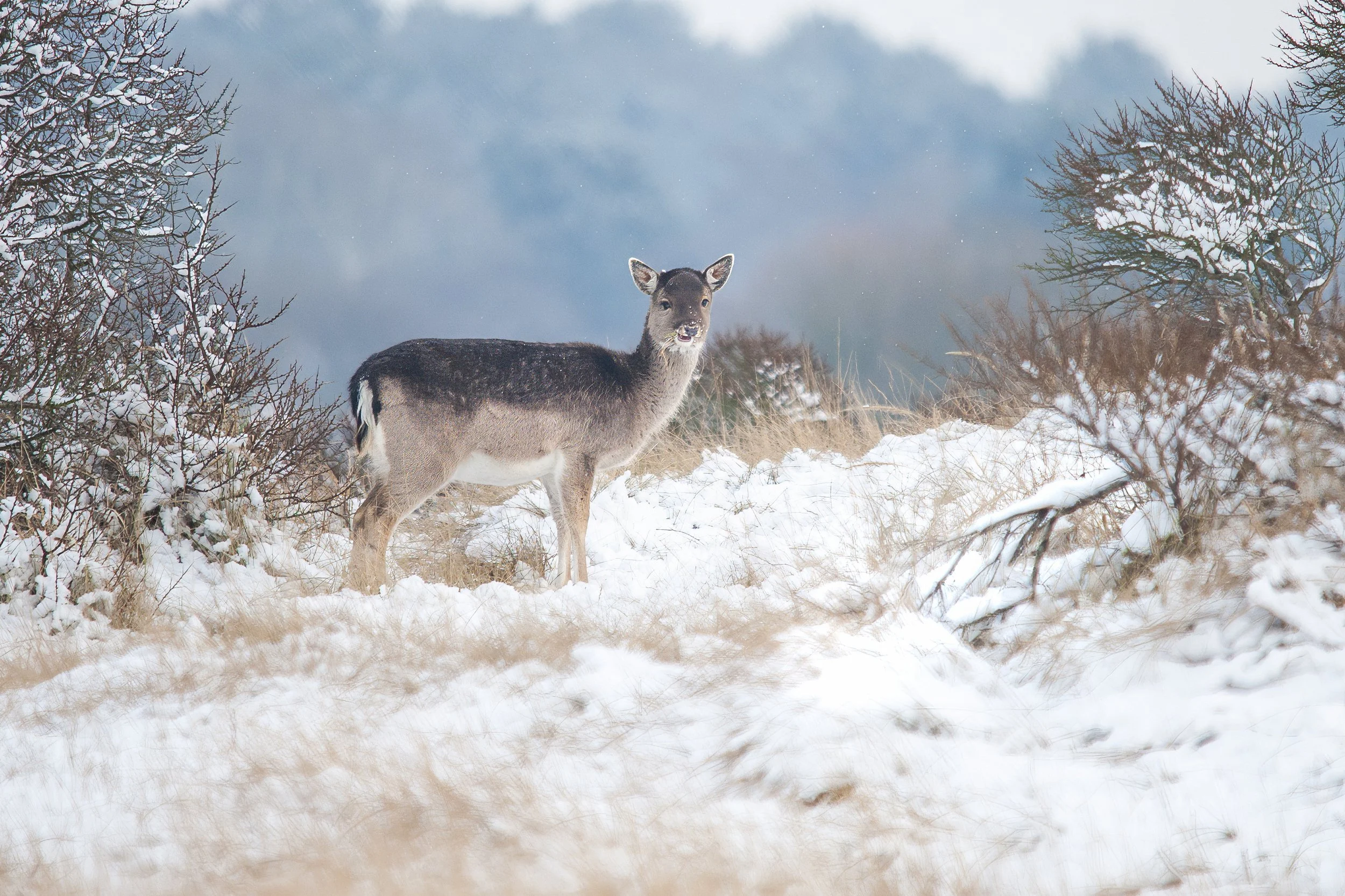 Fallow Deer in Winter