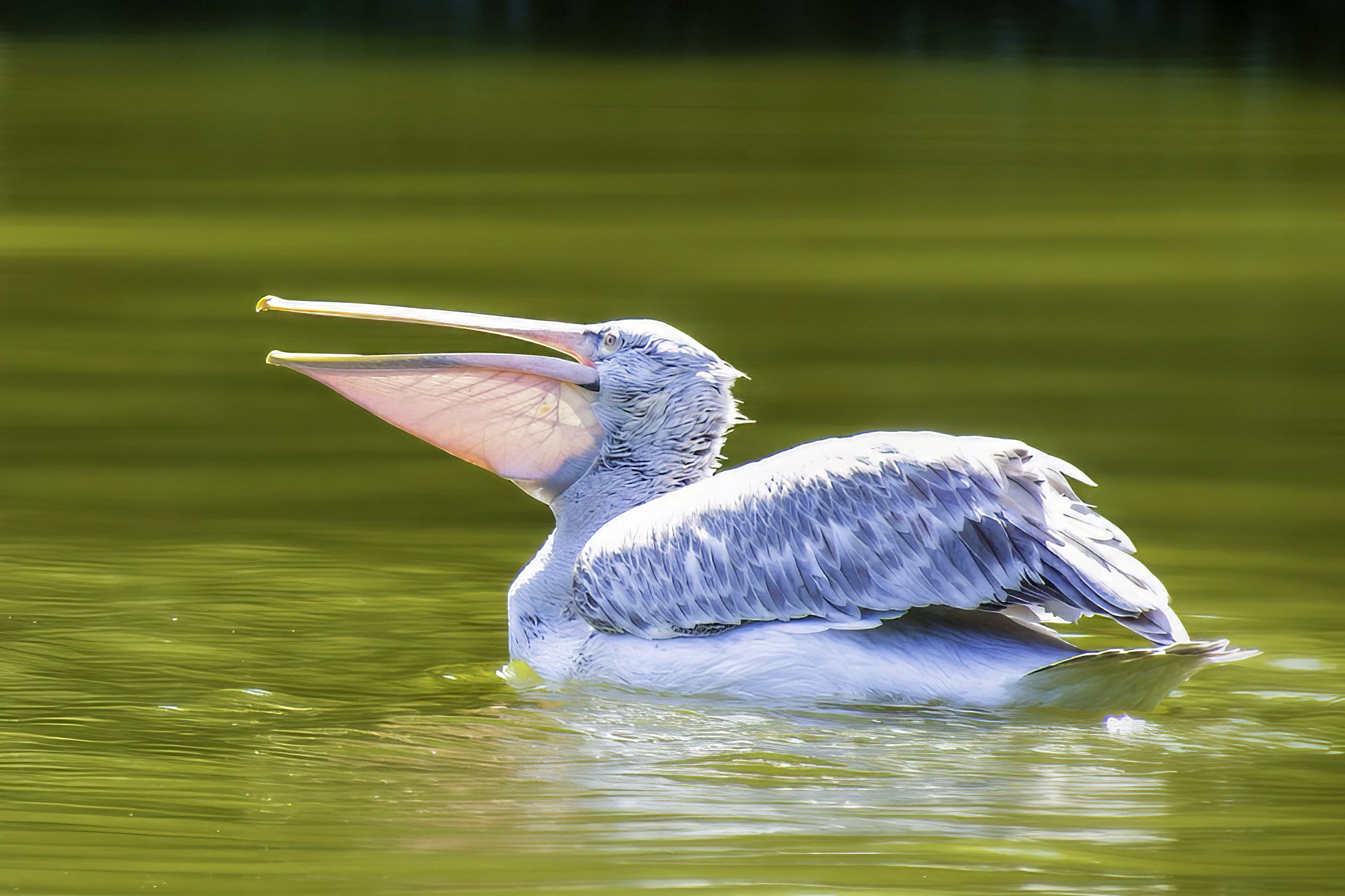 Great White Pelican
