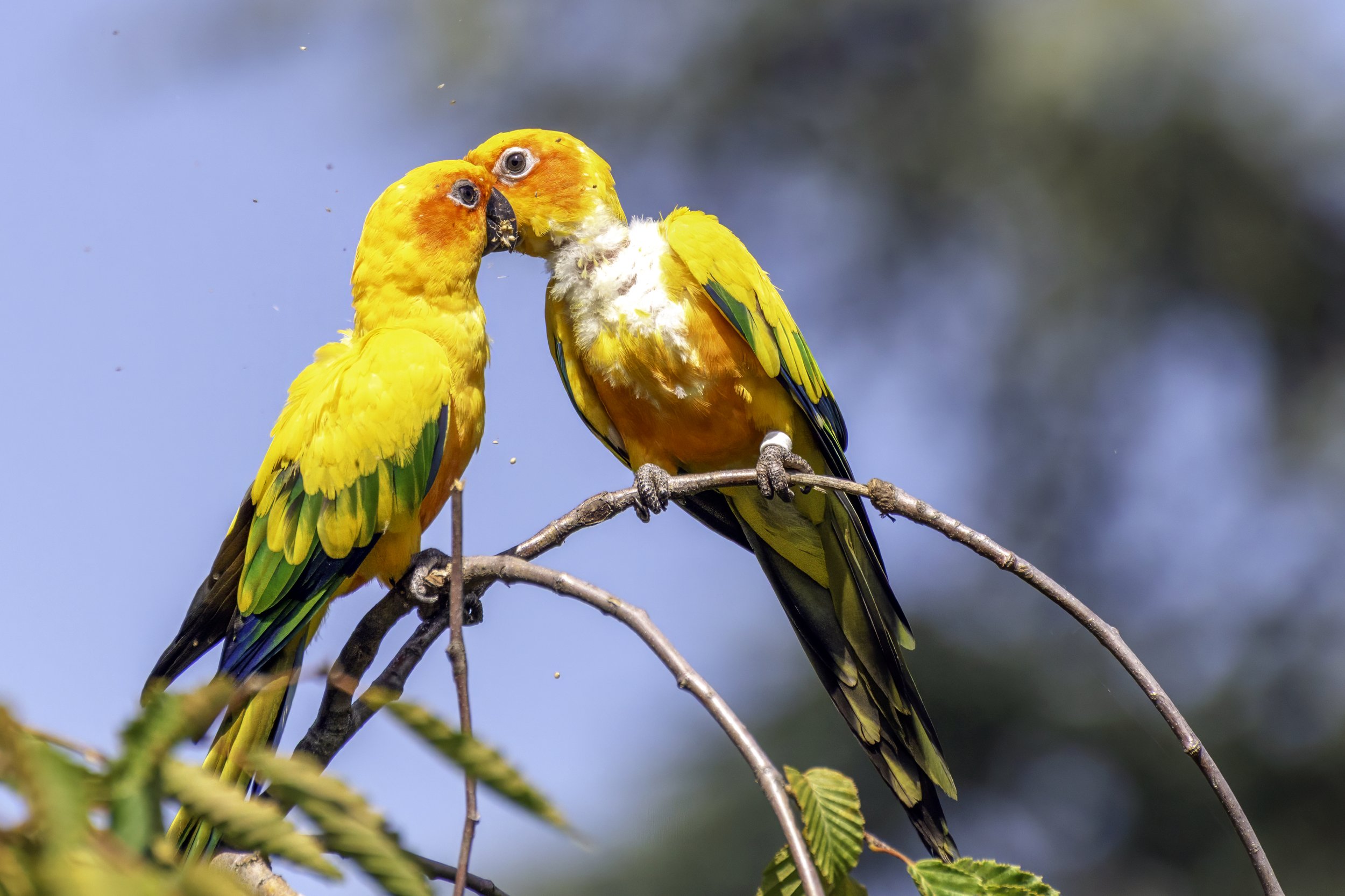 Sun Conures