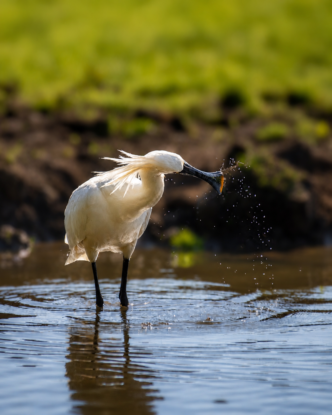 Spoonbill washing 
