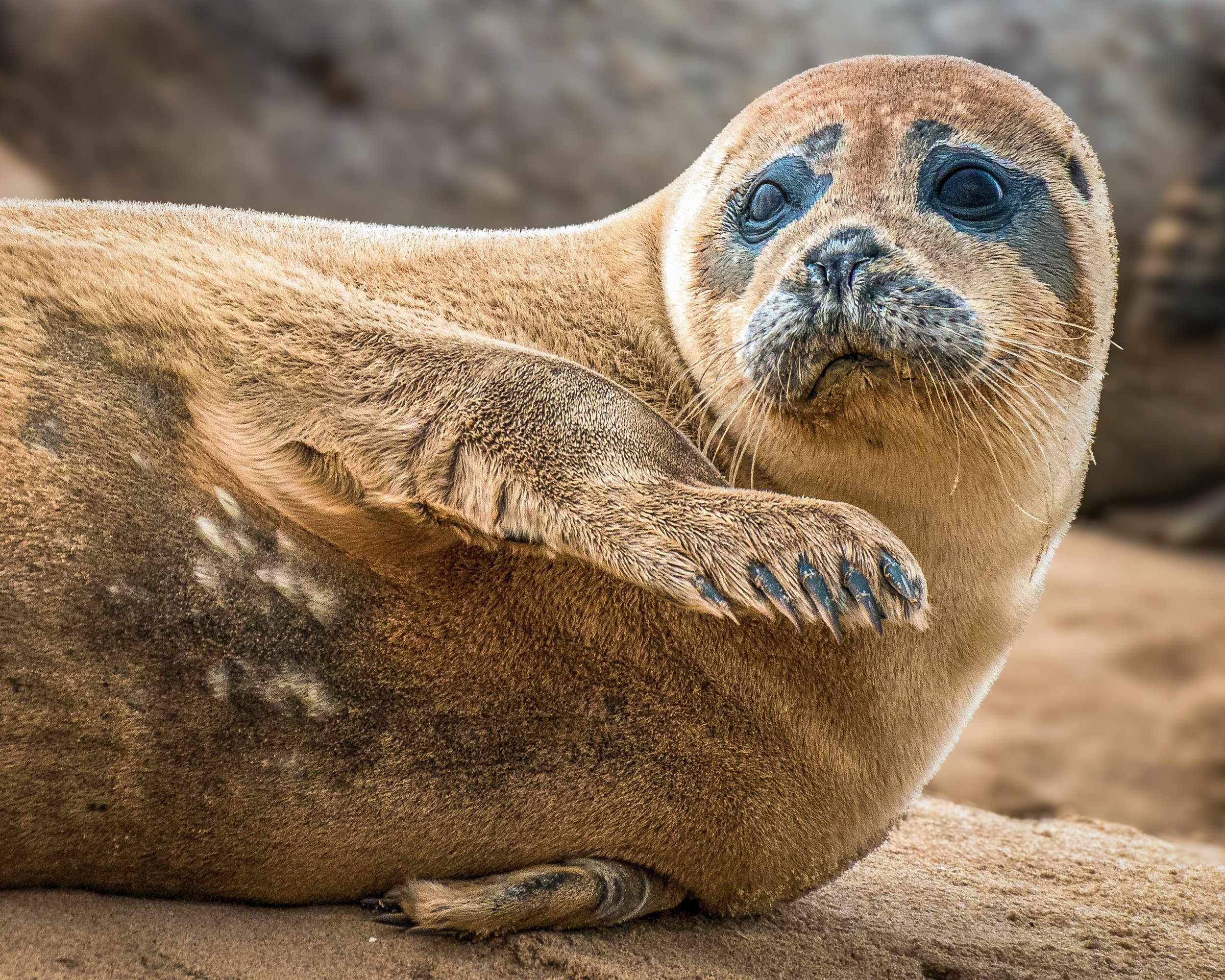 Grey Seal – Portrait of a Grey Seal