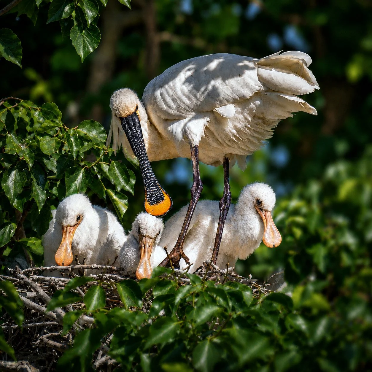 Spoonbill – New Life