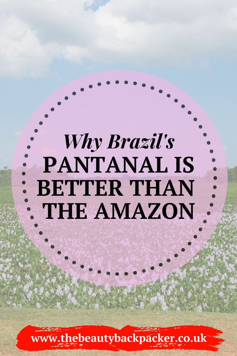 why pantanal is better than amazon.png